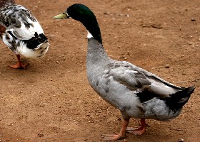 Hybrid duck