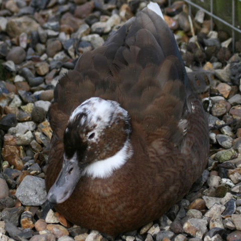 Hybrid duck