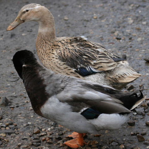Hybrid duck