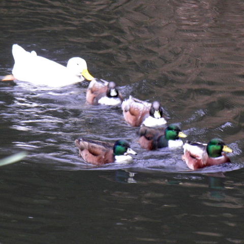 Hybrid duck