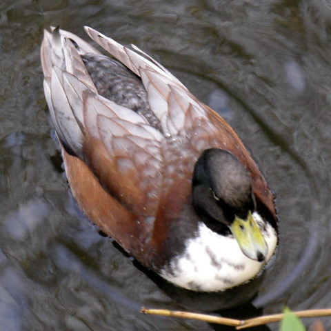 Hybrid duck