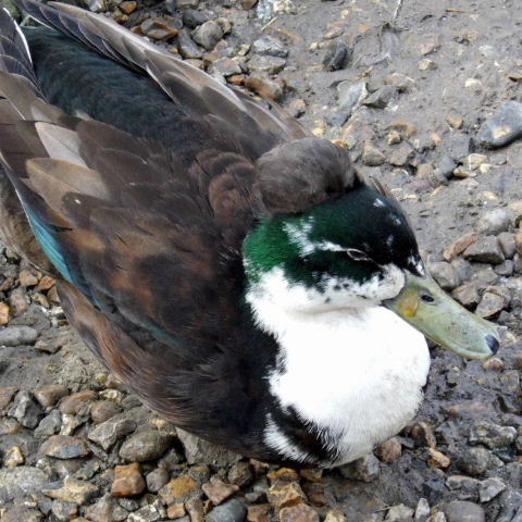 Hybrid duck