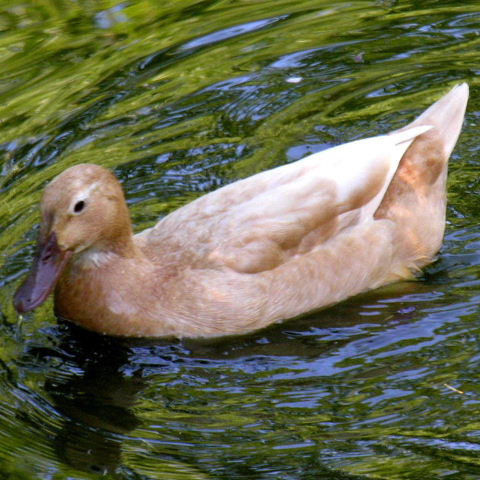 Hybrid duck