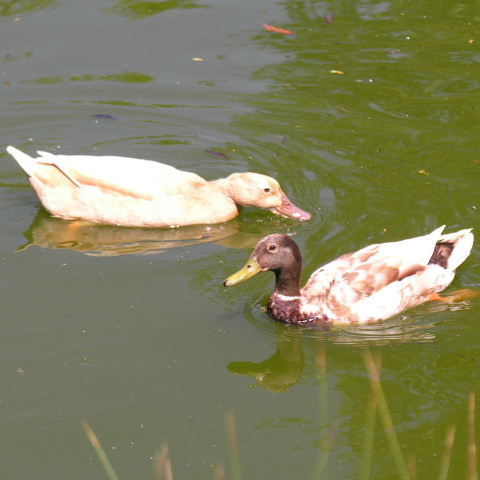 Hybrid duck