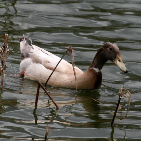 Hybrid duck