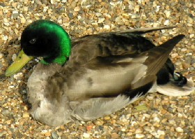 Hybrid duck