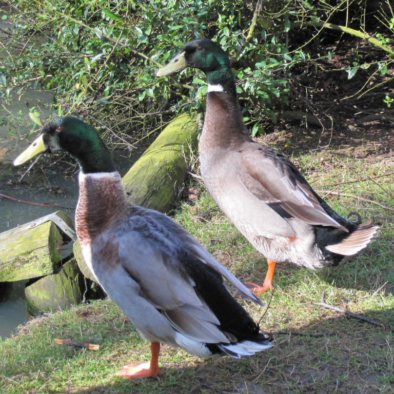 Mallard Domestic Hybrids