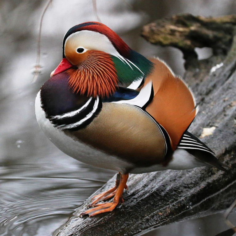 Mandarin Duck