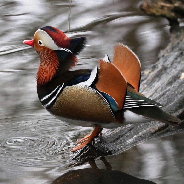 Mandarin Duck male