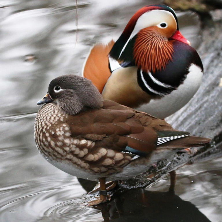 Mandarin Duck pair