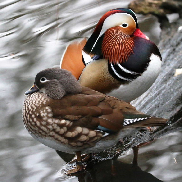 Mandarin Duck pair