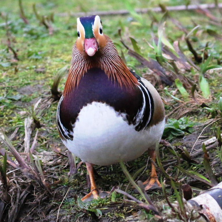 Mandarin Duck