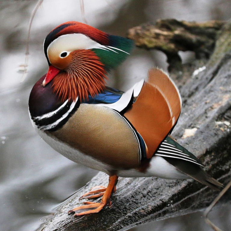 Mandarin Duck