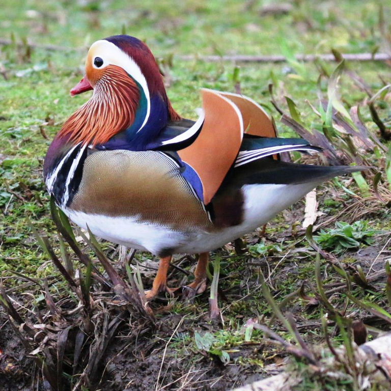 Mandarin Duck male