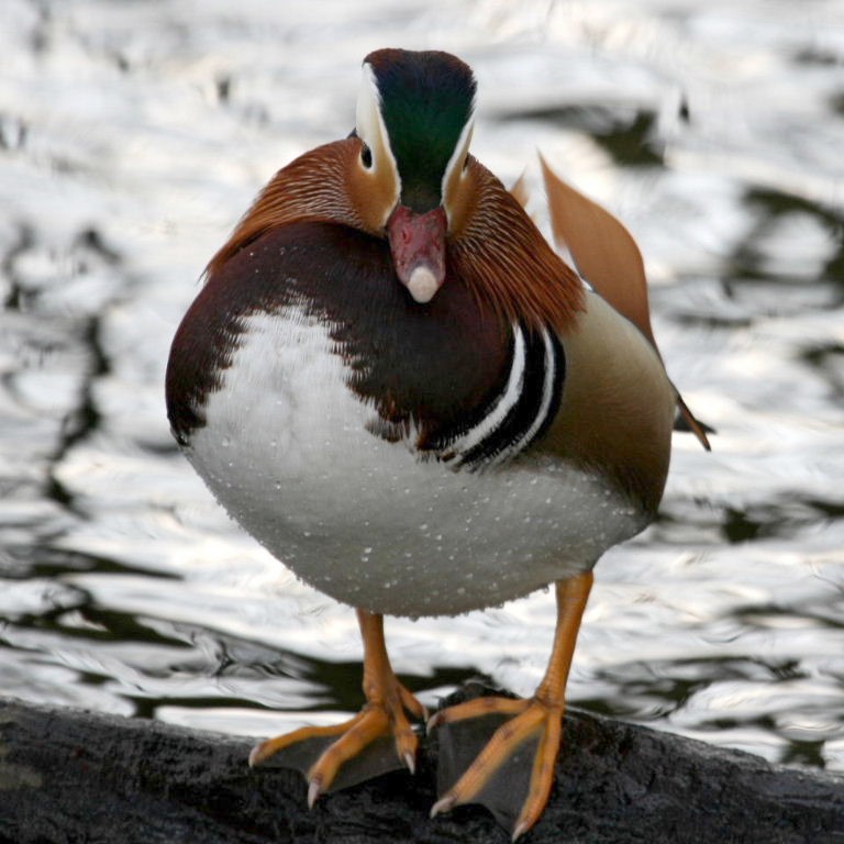 Mandarin Duck