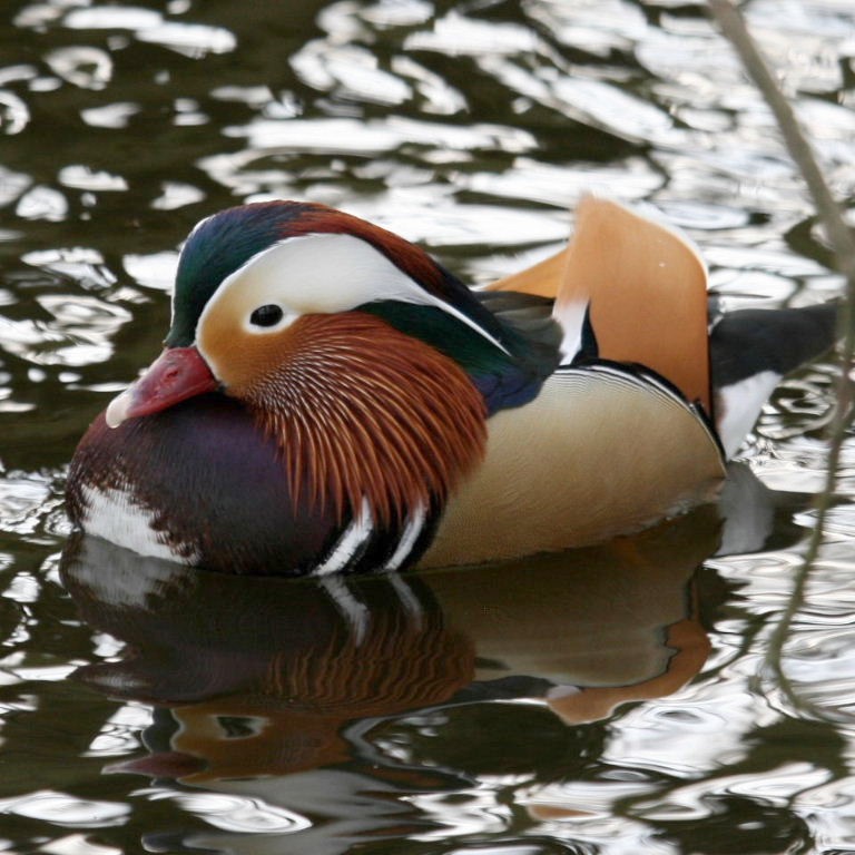 Mandarin Drake