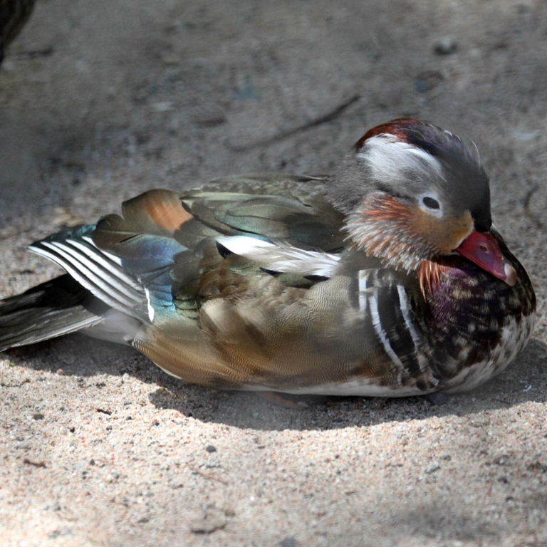 Mandarin Drake eclipe plumage