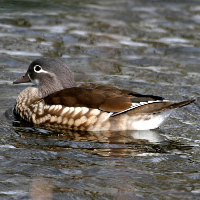 Mandarin Duck female