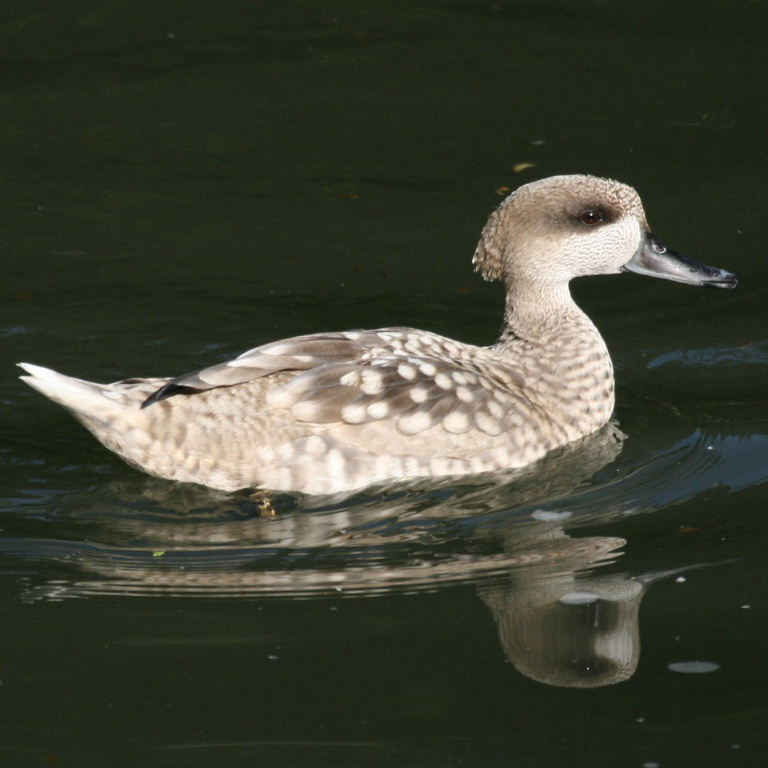 Marbled Duck