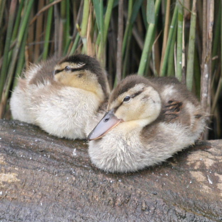 Ducklings