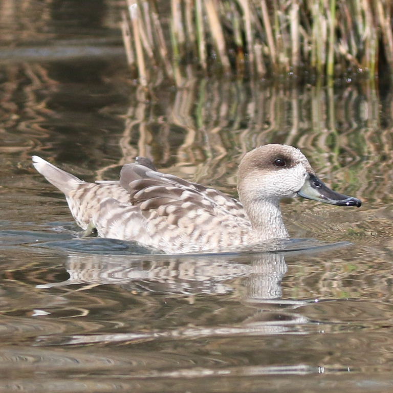 Marbled duck