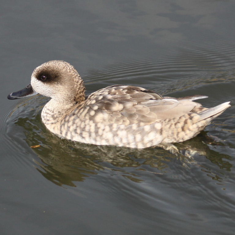 Marbled Duck