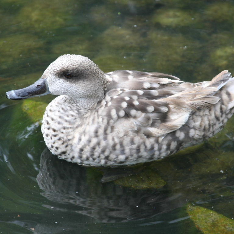 Marbled Teal