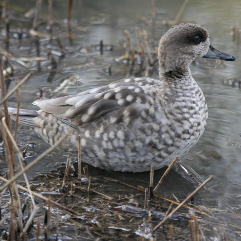 Marbled Duck