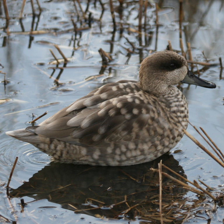 Marbled Duck