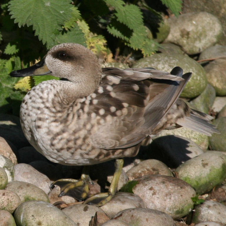 Marbled Duck