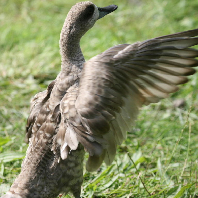 Marbled duck
