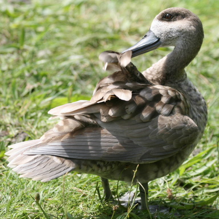 Marbled duck