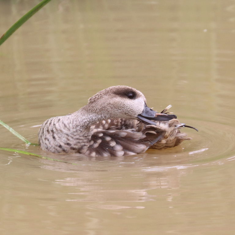 Marbled Duck