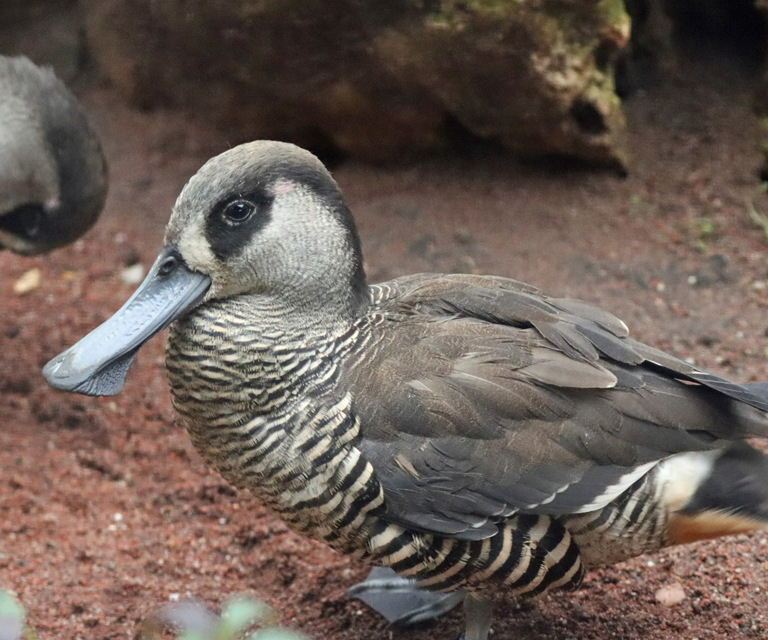 Pink-eared Duck