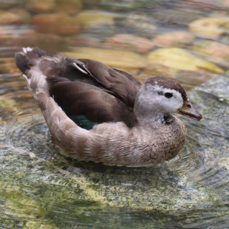 Cotton Pygmy Goose