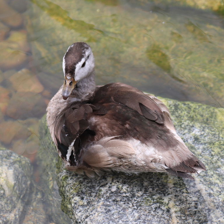 Cotton Pygmy Goose