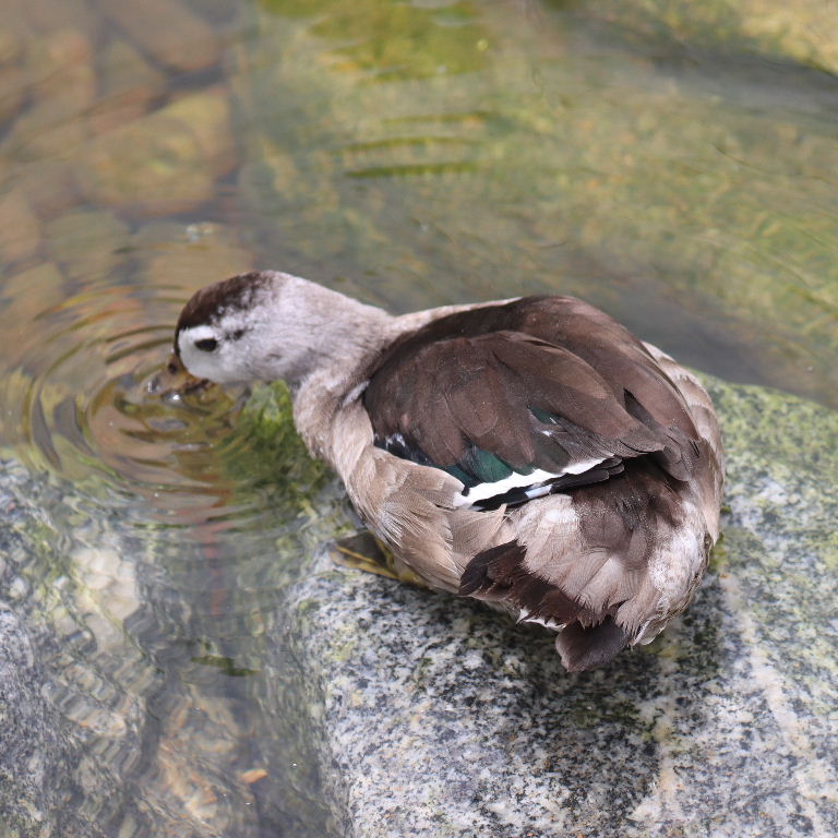 Cotton Pygmy Goose