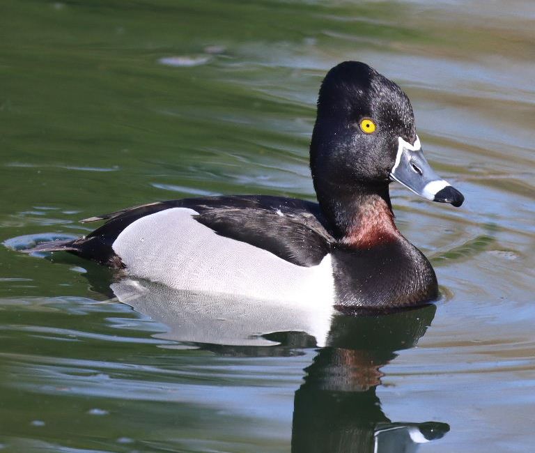 Ring-necked Duck male