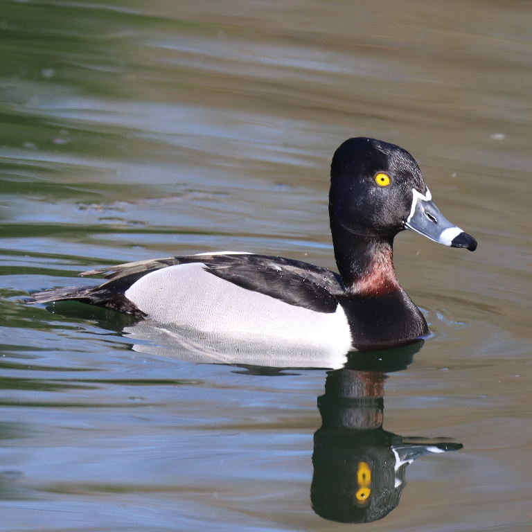 Ring-necked Duck female