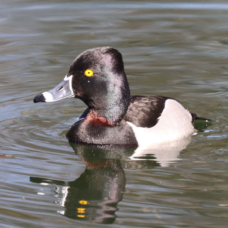 Ring-necked Duck female with Canvasback