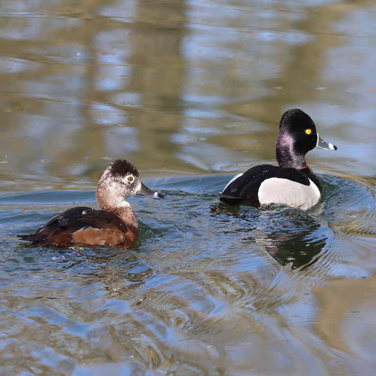 Ring-necked Duck female with Canvasback
