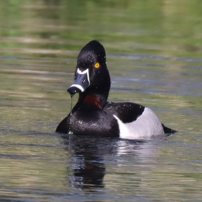 Ring-necked Duck with Canvasback