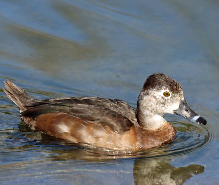 Ring-necked Duck female