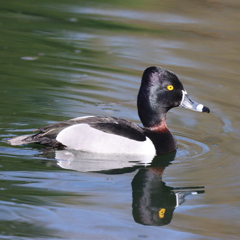 Ring-necked Duck