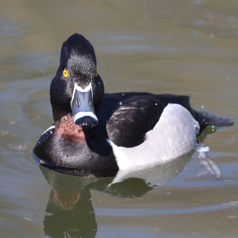 Ring-necked Duck male
