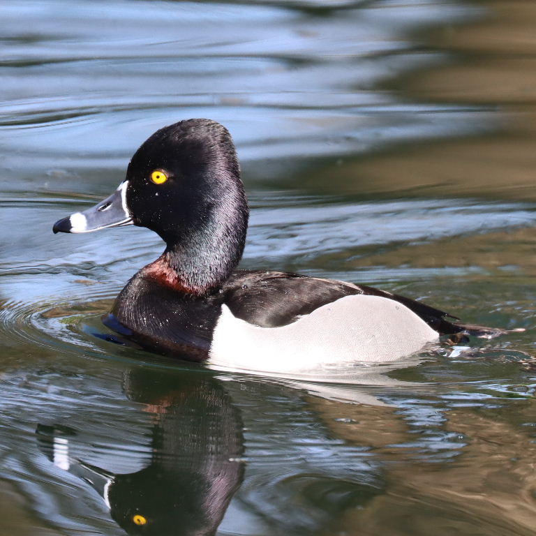 Ring-necked Duck male