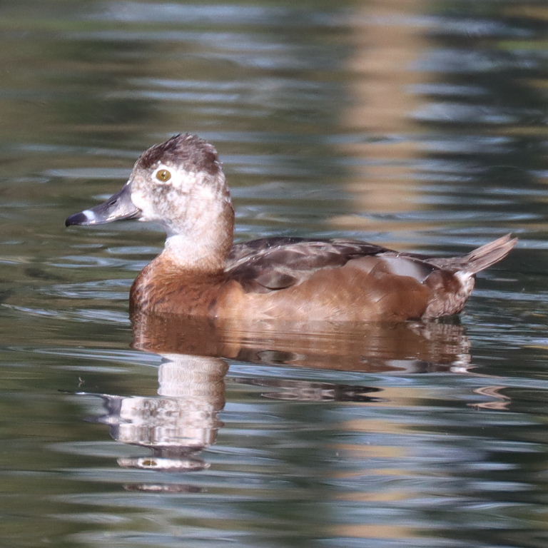 Ring-necked Duck female