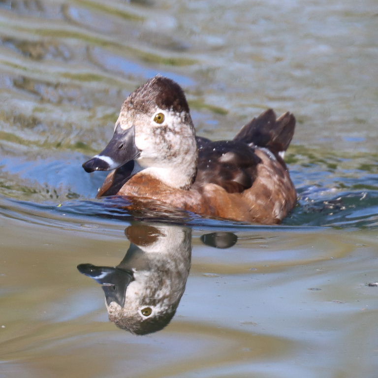 Ring-necked Duck female
