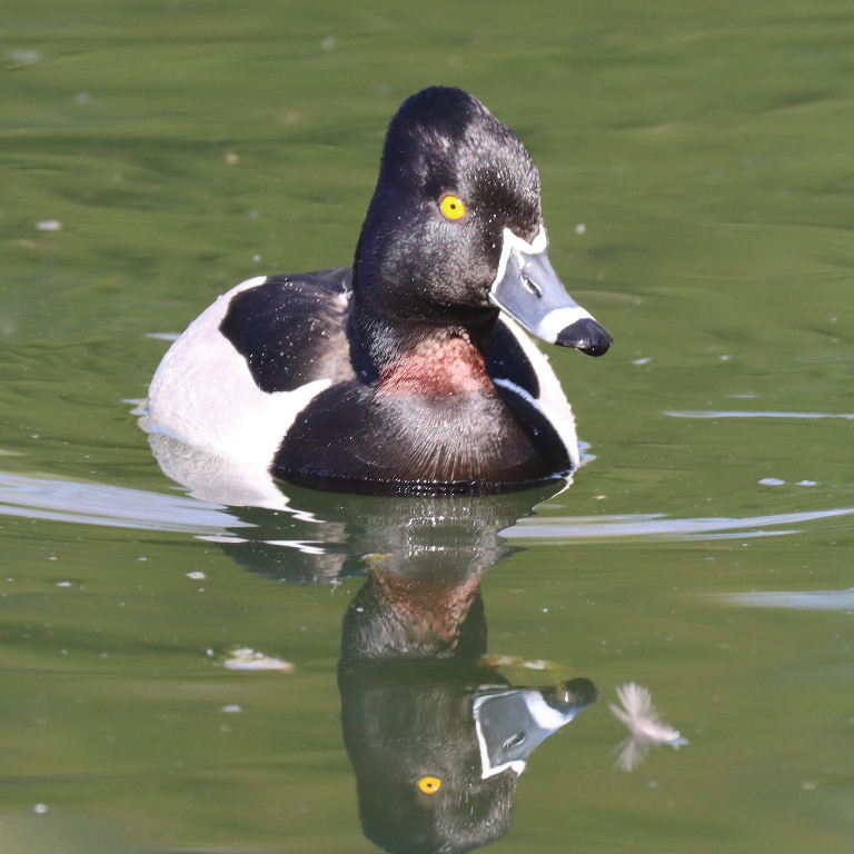 Ring-necked Duck female