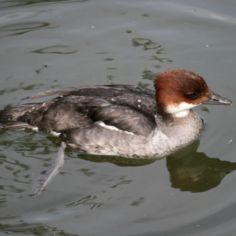 Smew - female